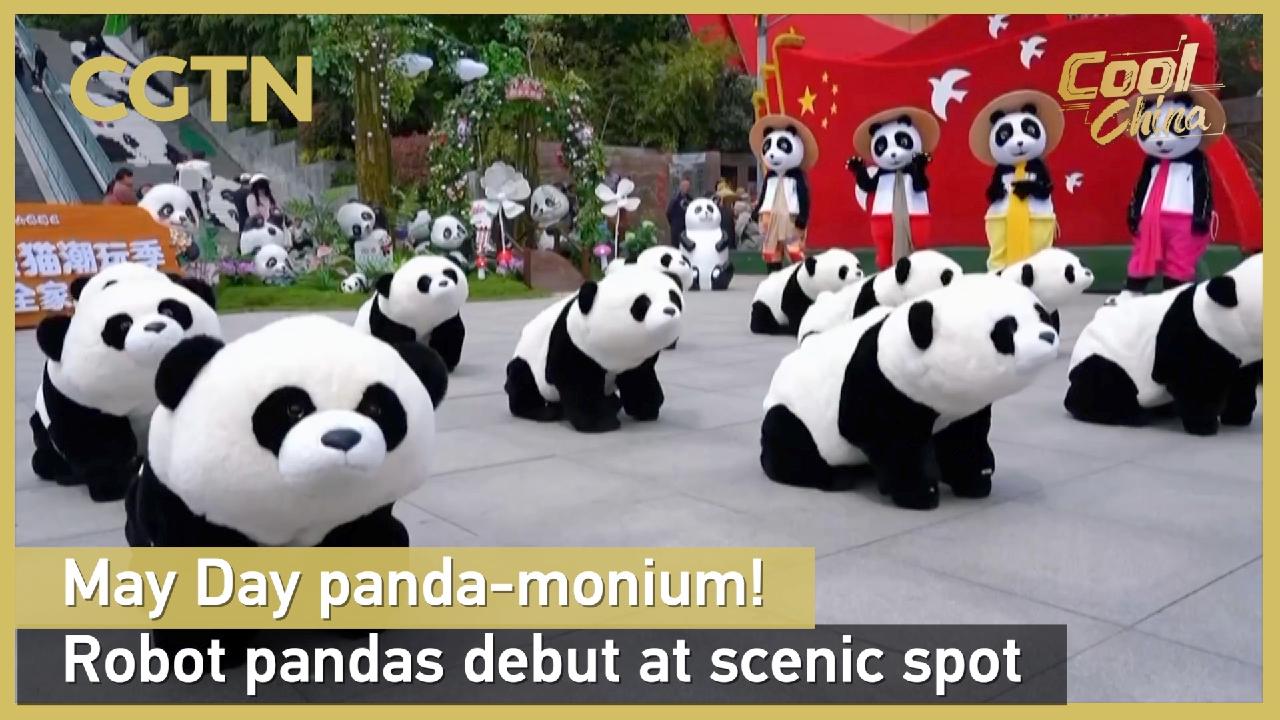 Panda robot a Wulong: il debutto nel luogo panoramico per il Primo Maggio