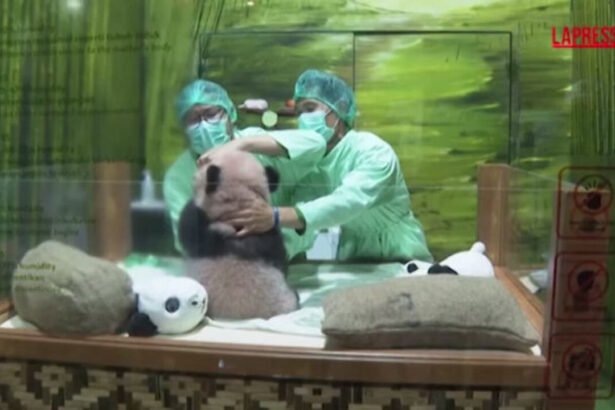 Rio, il cucciolo di panda gigante nato in Indonesia: salute perfetta, primi passi e una storia che unisce due Paesi