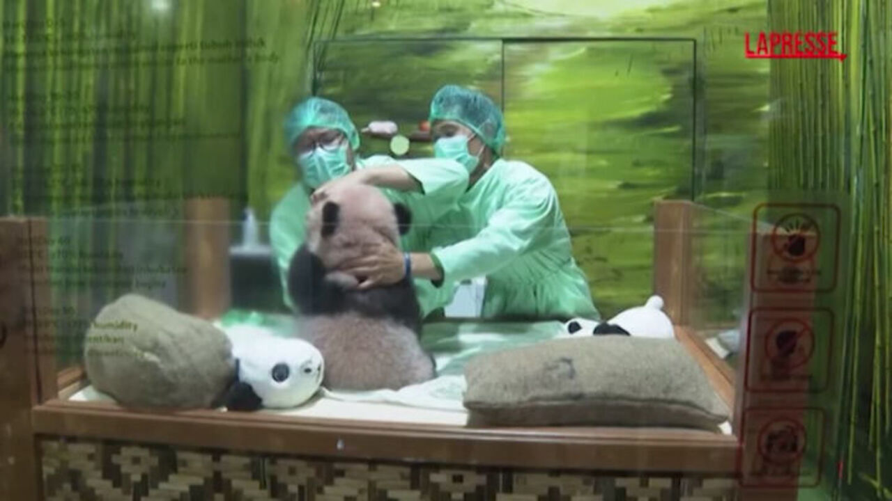 Rio, il cucciolo di panda gigante nato in Indonesia: salute perfetta, primi passi e una storia che unisce due Paesi