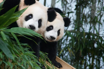 Rui Bao e Hui Bao celebrano il Children’s Day in Corea: il regalo speciale per le gemelle panda