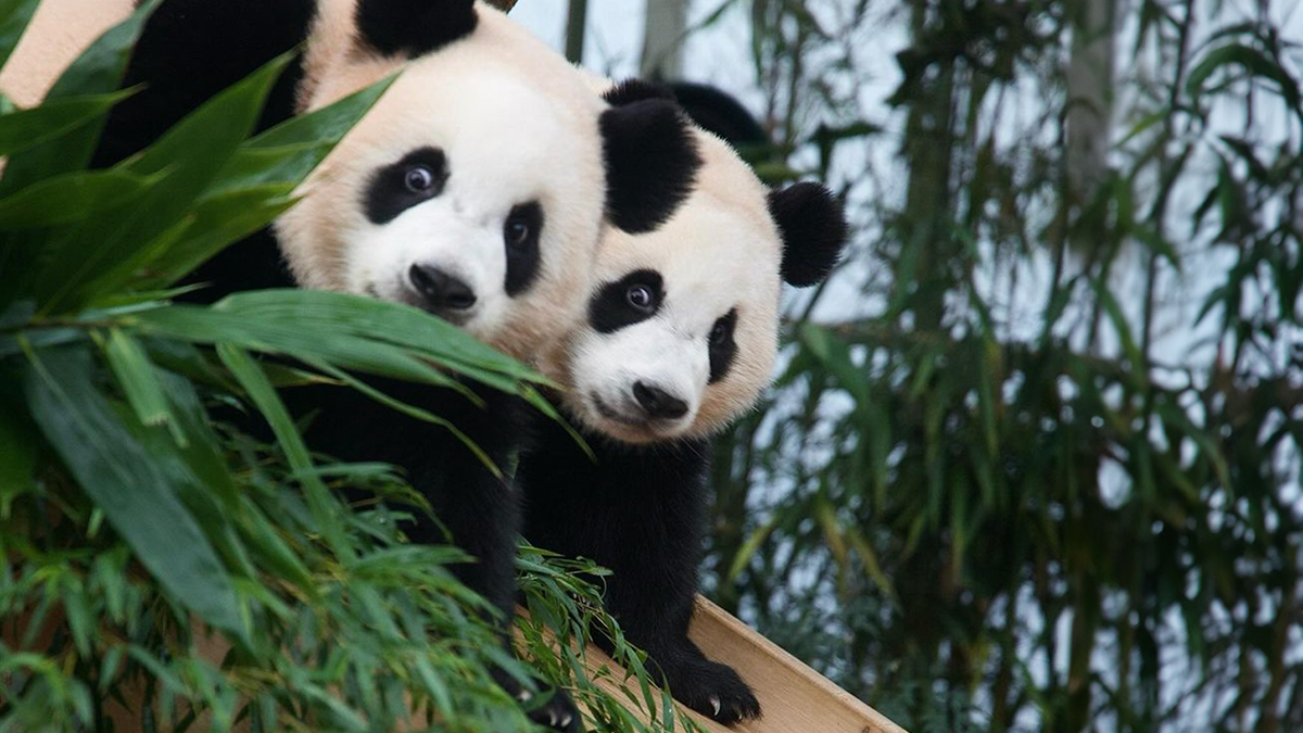 Rui Bao e Hui Bao celebrano il Children’s Day in Corea: il regalo speciale per le gemelle panda
