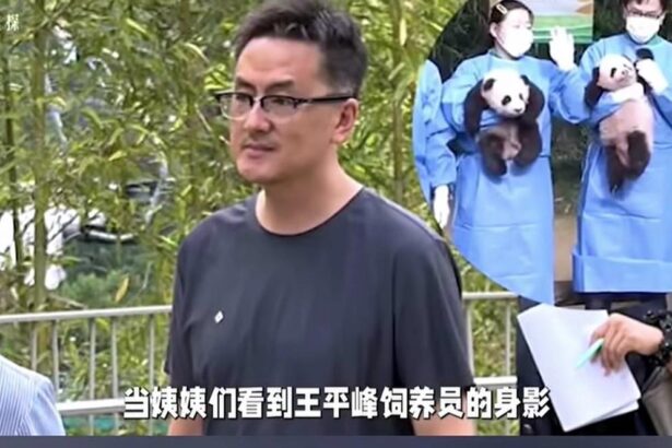 Aggiornamento condizioni di salute di Ai Bao e l'arrivo di Wang Pingfeng: è incinta?