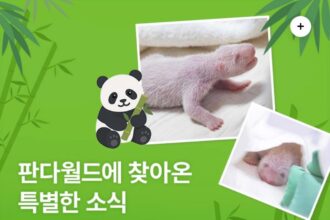 È nata la quarta figlia di Ai Bao: Everland accoglie un altro piccolo panda gigante