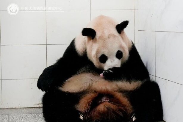 Panda gigante, nati due gemelli a Ya’an: il nuovo segnale positivo per la conservazione della specie