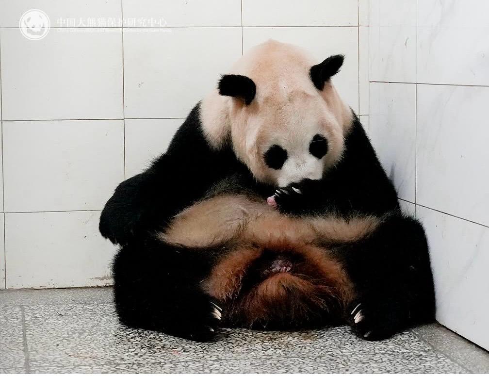 Panda gigante, nati due gemelli a Ya’an: il nuovo segnale positivo per la conservazione della specie