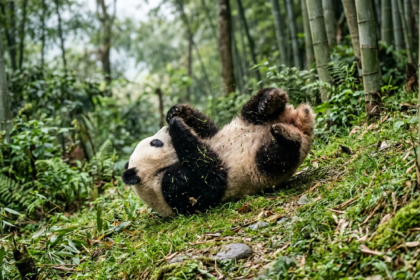 Quanto tempo impiega un panda a rotolarsi su un fianco? La verità sul comportamento dei cuccioli