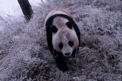 Sichuan: 1.227 panda selvatici nel Parco Nazionale e 1.909 osservazioni dalle telecamere