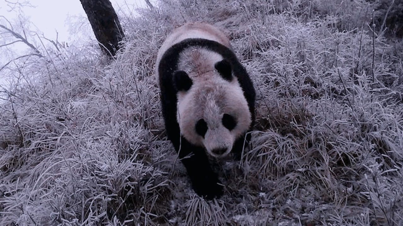 Sichuan: 1.227 panda selvatici nel Parco Nazionale e 1.909 osservazioni dalle telecamere