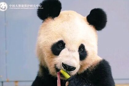 Addio a Long Sheng: morto il panda gigante del Panda Center, aveva 25 anni
