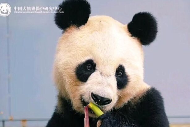 Addio a Long Sheng: morto il panda gigante del Panda Center, aveva 25 anni