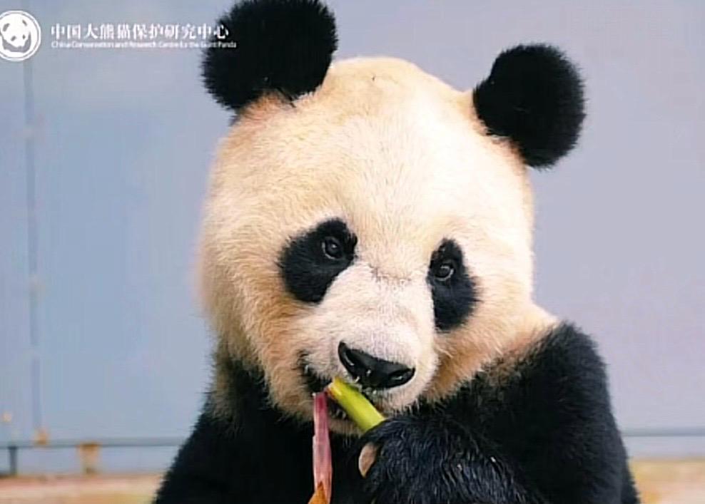 Addio a Long Sheng: morto il panda gigante del Panda Center, aveva 25 anni