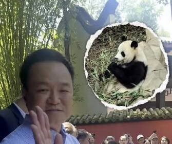 Anutin Charnvirakul incontra i panda giganti a Chengdu: la visita che unisce diplomazia, cultura e conservazione