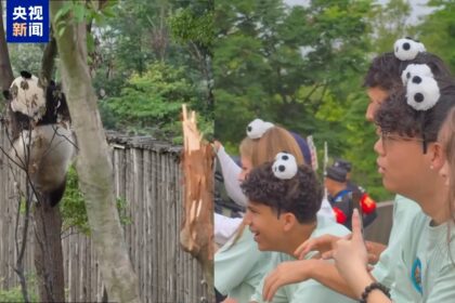 Chengdu accoglie il progetto PandaMaxxing: studenti americani a tu per tu con i panda giganti e la cultura del Sichuan
