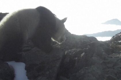 Panda gigante a 4.100 metri in Cina