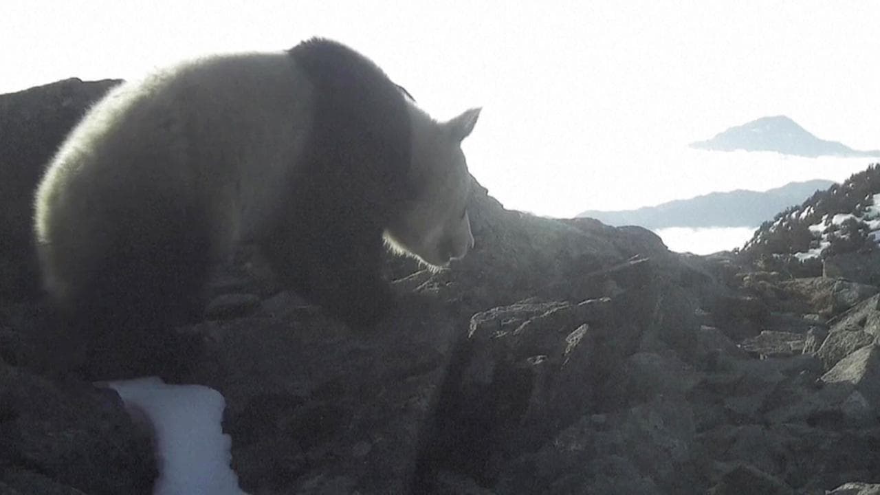 Panda gigante a 4.100 metri in Cina