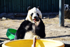 Lo zoo di Pechino inaugura la nuova casa dei panda giganti: più spazio, più aree verdi, più benessere