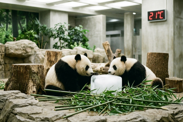 Panda giganti e alte temperature: perché non escono al pubblico quando fa caldo