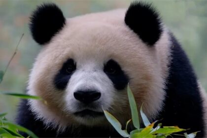 Qing Hua in osservazione al centro di Dujiangyan: il Panda Center diffonde un nuovo aggiornamento