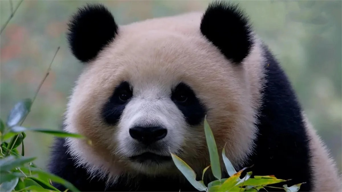 Qing Hua in osservazione al centro di Dujiangyan: il Panda Center diffonde un nuovo aggiornamento