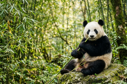 Quanti anni vive un panda gigante? I dati ufficiali del centro sulla longevità della specie