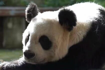 Panda gigante Yao Vien nel suo recinto al Panda Center, morta a 33 anni