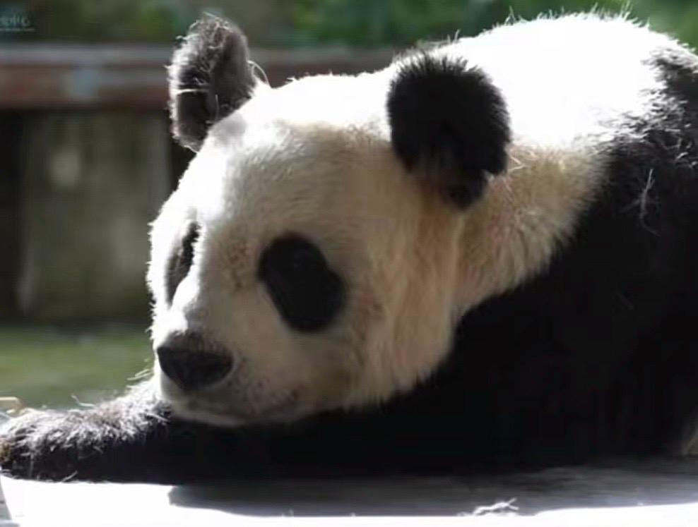 Panda gigante Yao Vien nel suo recinto al Panda Center, morta a 33 anni