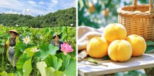 Donne al lavoro tra i fiori di loto durante la stagione del raccolto in Cina