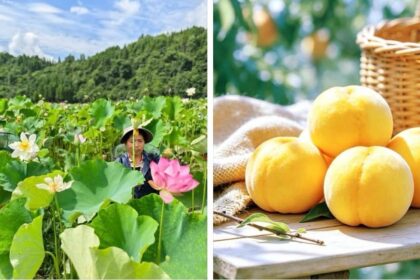 Donne al lavoro tra i fiori di loto durante la stagione del raccolto in Cina