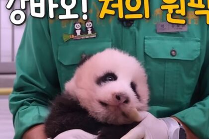 Cucciola di panda gigante di Everland in Corea del Sud