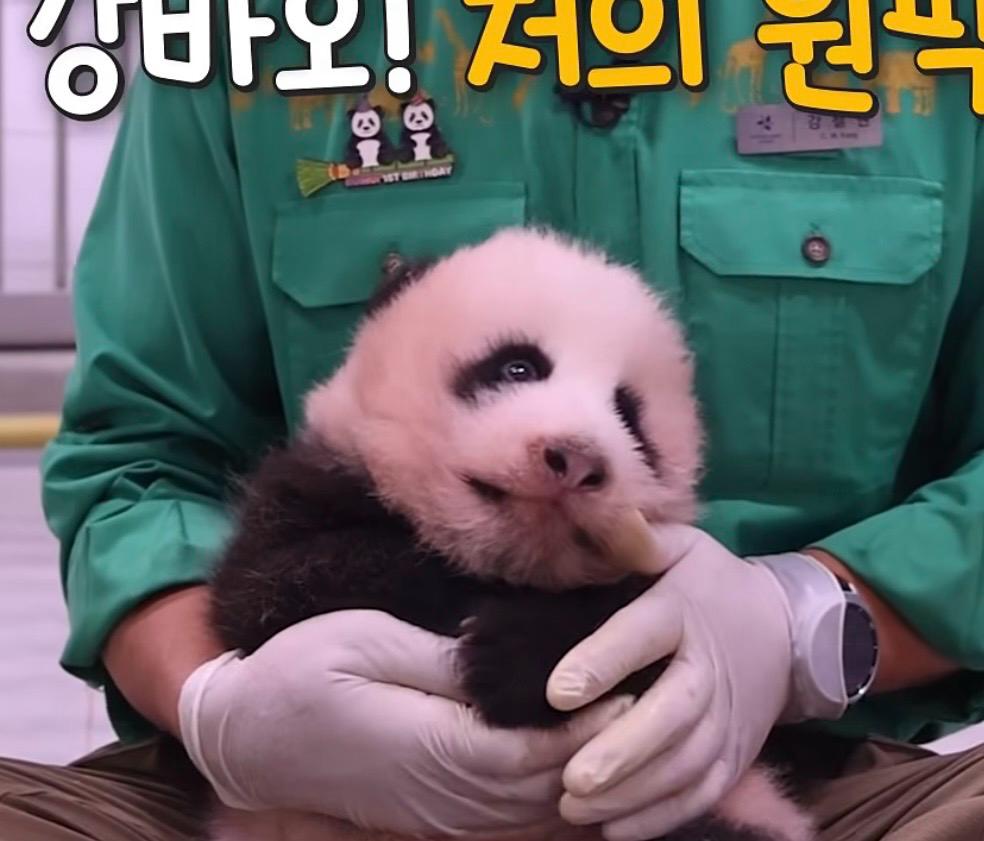 Cucciola di panda gigante di Everland in Corea del Sud