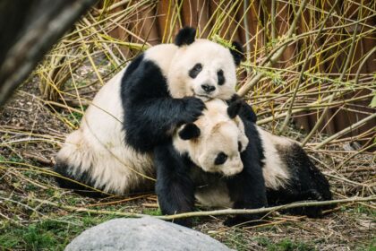 ecografia-panda-copenaghen.jpg