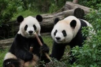 Panda gigante zoo Atlanta diplomazia Cina
