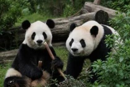 Panda gigante zoo Atlanta diplomazia Cina