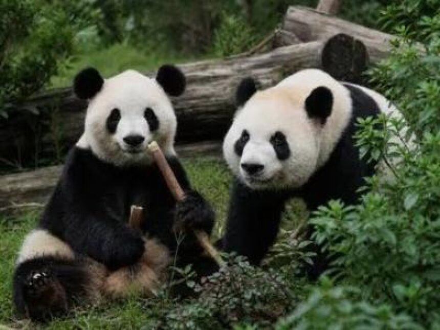 Panda gigante zoo Atlanta diplomazia Cina
