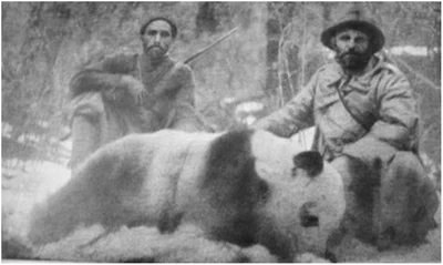 Panda gigante nella Cina degli anni '30, simbolo della caccia occidentale che precedette il divieto di cattura