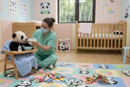 Cucciolo di panda gigante accudito durante i primi mesi di vita