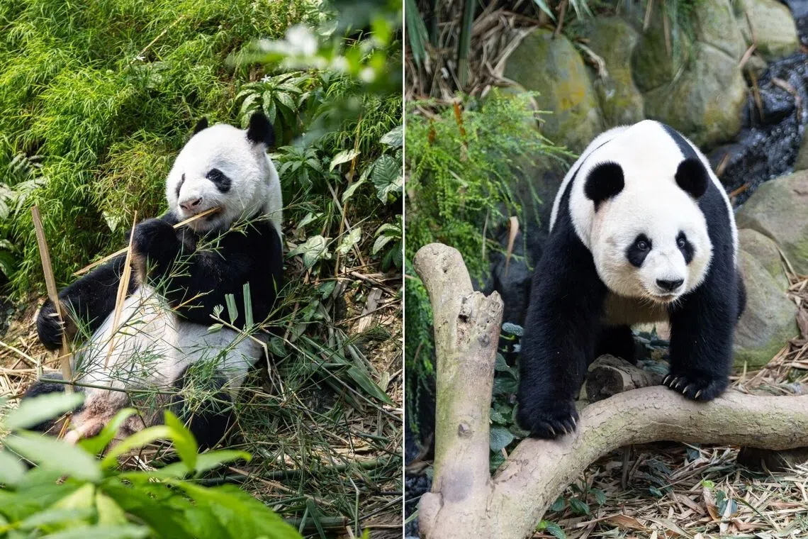 Panda gigante Kai Kai a River Wonders Singapore durante i festeggiamenti di compleanno 2026
