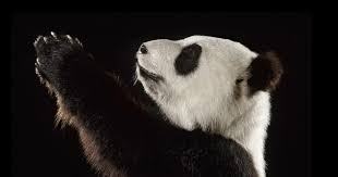 Li Li, il panda gigante naturalizzato esposto sul balcone della Grande Galerie de l'Évolution del Muséum di Parigi