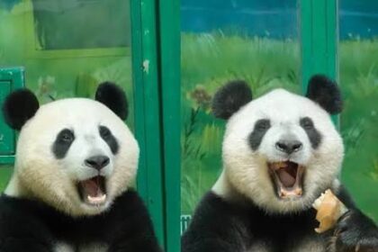 MengMeng e Meizhu, panda giganti del Chimelong Safari Park, insieme prima della presunta separazione