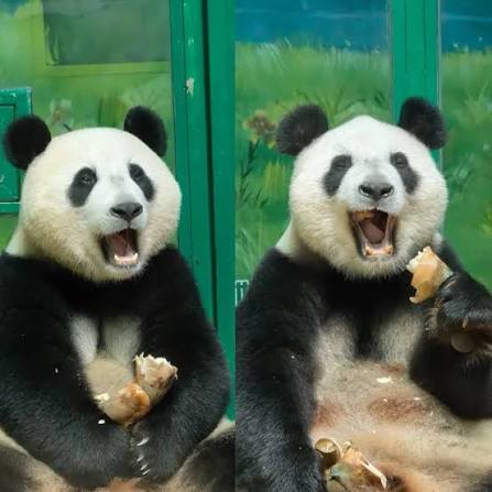 MengMeng e Meizhu, panda giganti del Chimelong Safari Park, insieme prima della presunta separazione
