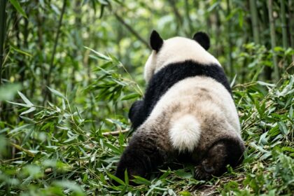 Panda gigante con la coda bianca visibile