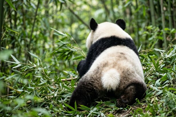 Panda gigante con la coda bianca visibile
