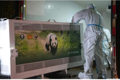 Aereo FedEx Panda Express con panda gigante dipinto atterrato all'aeroporto di Atlanta per l'arrivo di Ping Ping e Fu Shuang