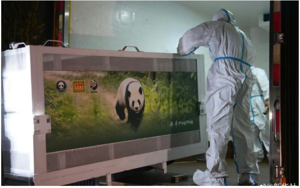 Aereo FedEx Panda Express con panda gigante dipinto atterrato all'aeroporto di Atlanta per l'arrivo di Ping Ping e Fu Shuang