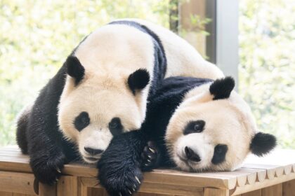 I panda giganti gemelli Rui Bao e Hui Bao sulle rocce del loro recinto a Everland, in Corea del Sud