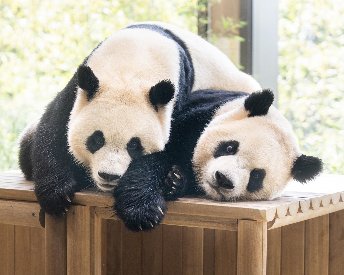 I panda giganti gemelli Rui Bao e Hui Bao sulle rocce del loro recinto a Everland, in Corea del Sud
