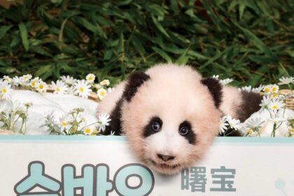 Il panda gigante Ai Bao con la cucciola Shu Bao appena nata a Everland