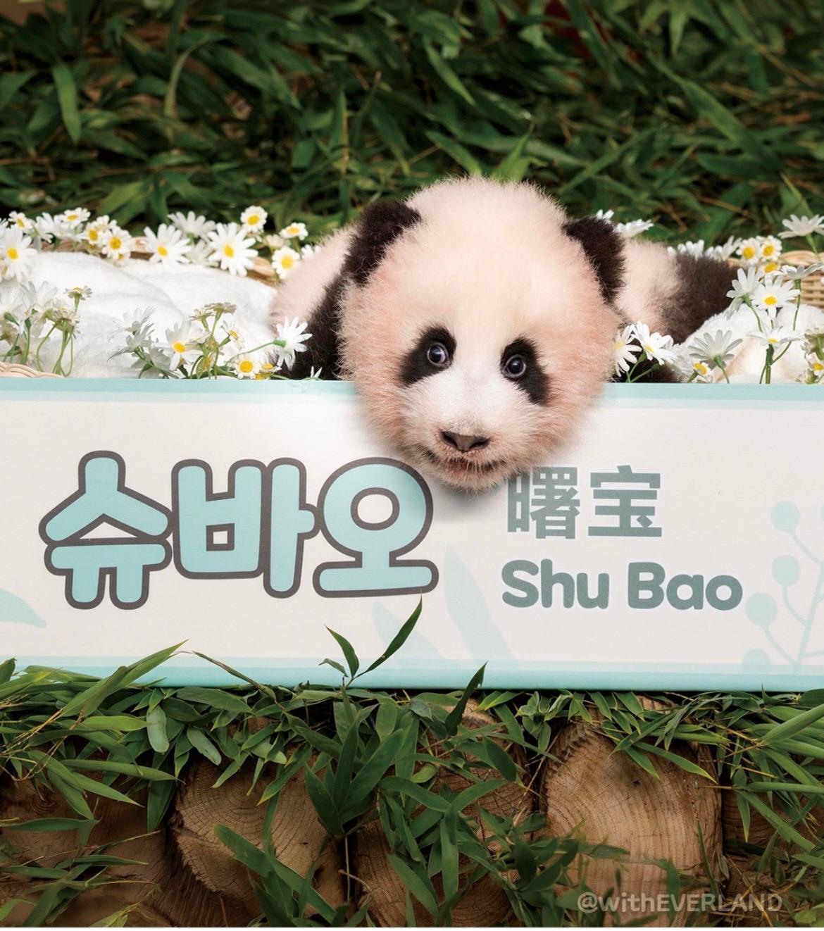 Il panda gigante Ai Bao con la cucciola Shu Bao appena nata a Everland