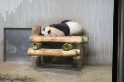 I panda gemelli Xiao Xiao e Lei Lei durante l'ultimo giorno allo zoo di Ueno prima del rientro in Cina