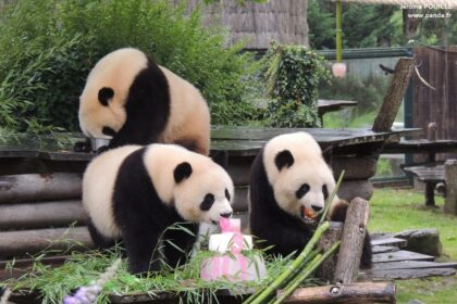 L'area dei panda giganti Hauteurs de Chine allo ZooParc de Beauval, a Saint-Aignan nella Valle della Loira